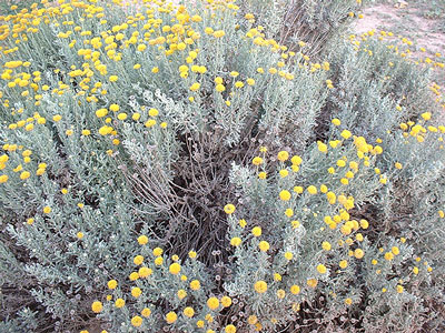 القيصوم,نبات القيصوم,معلومات القيصوم 185705.jpg