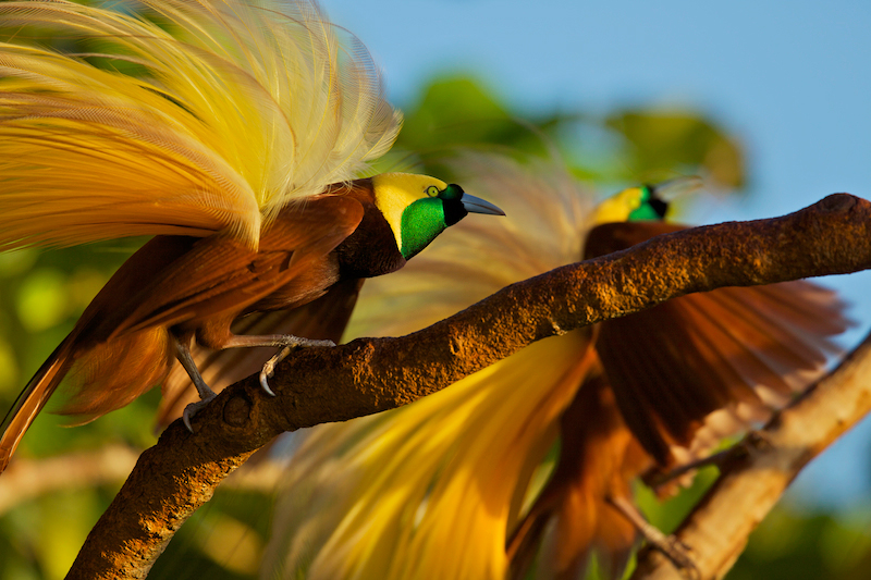 Superb Bird-of-paradiseطائر والغرابة 337160.jpg