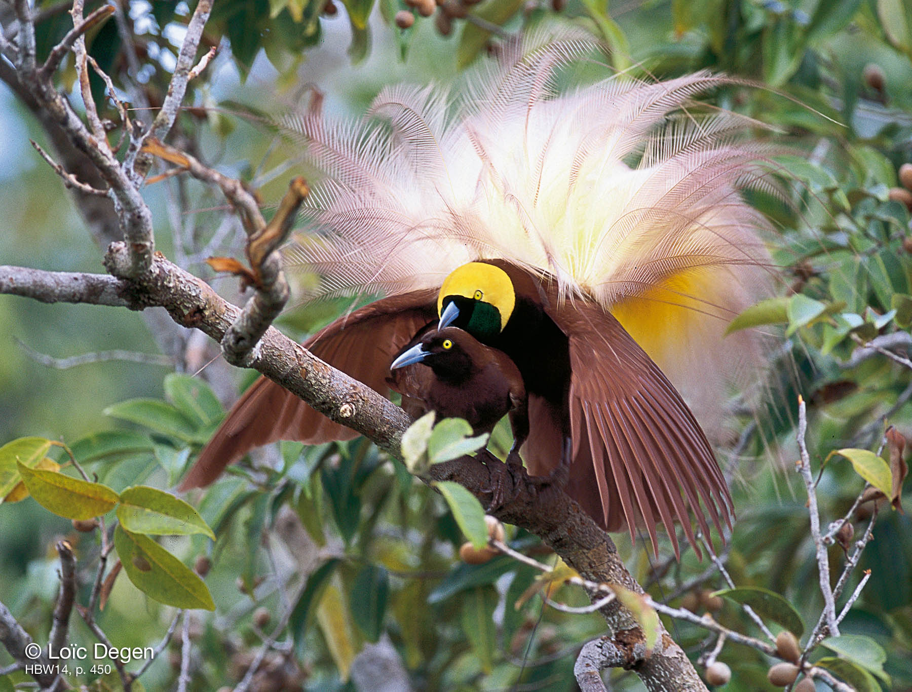 Superb Bird-of-paradiseطائر والغرابة 337162.jpg