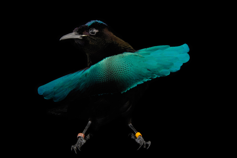 Superb Bird-of-paradiseطائر والغرابة 337163.jpg