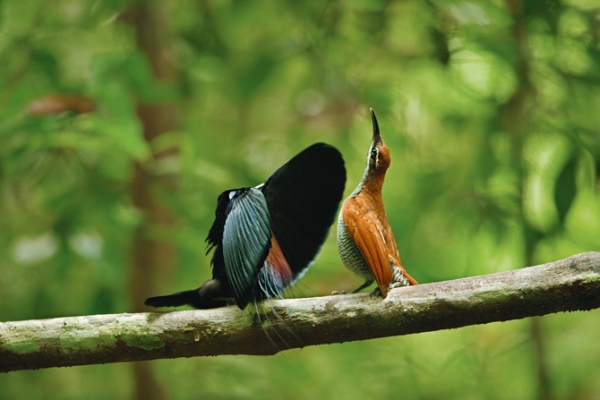 Superb Bird-of-paradiseطائر والغرابة 337166.jpg