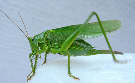 Grasshoppers 387707.jpg