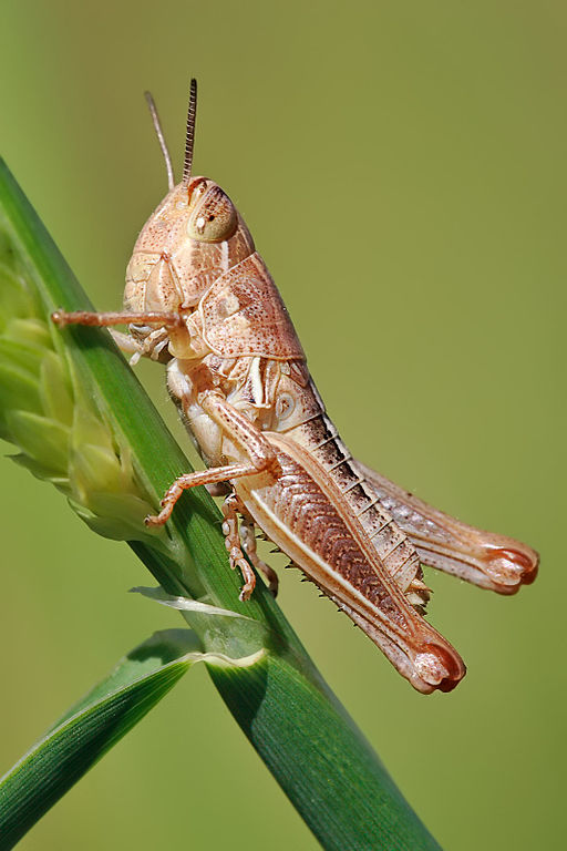 Grasshoppers 387708.jpg