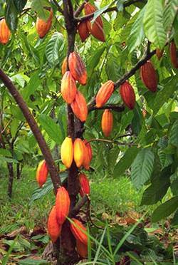 صور شجرة الكاكاو