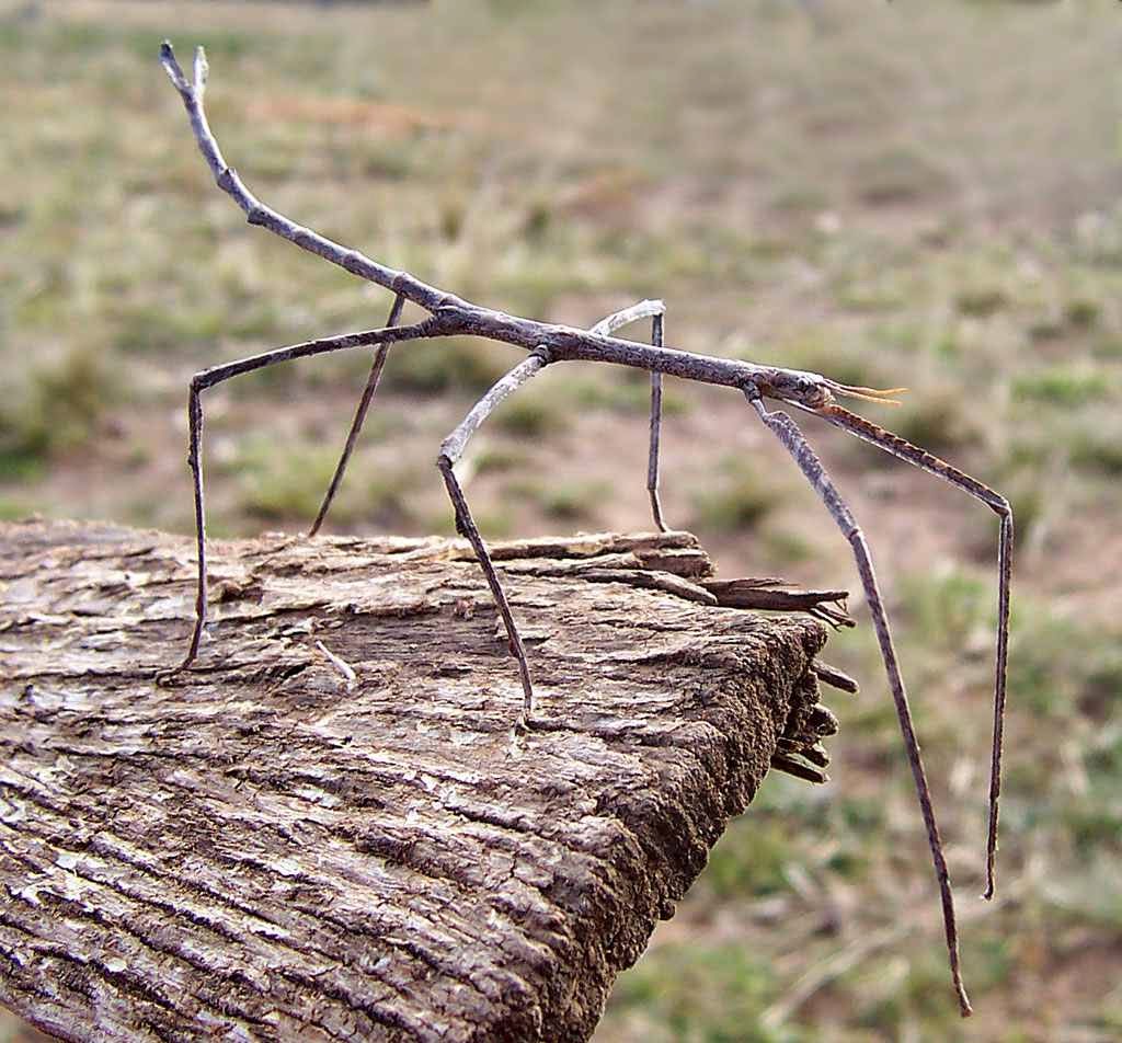   Stick Insect 421029.jpg