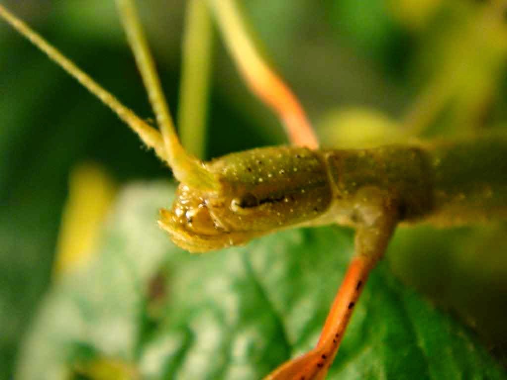   Stick Insect 421030.jpg