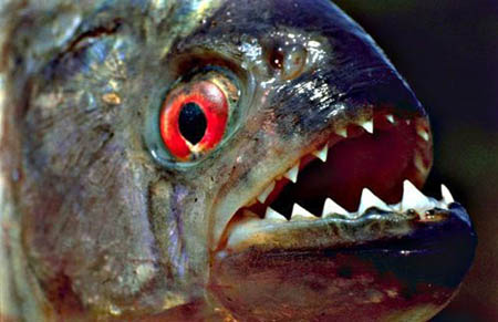  Piranha Fishes 433675.jpg